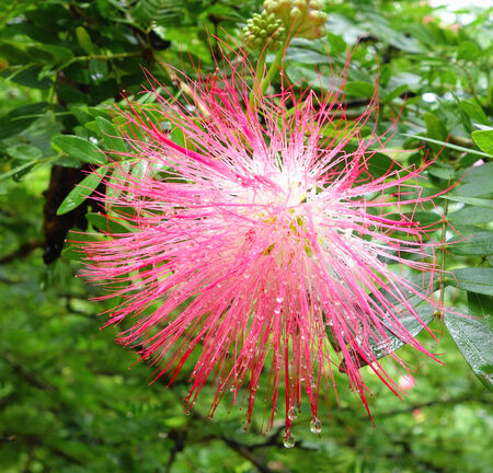 exotic flowersの写真素材
