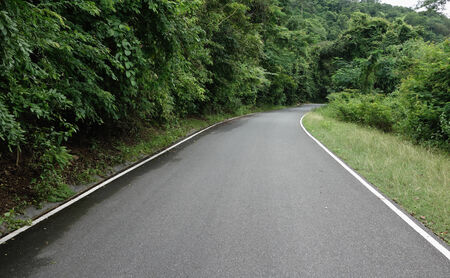 empty road in the jungle