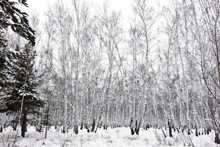 winter birch forestの写真素材