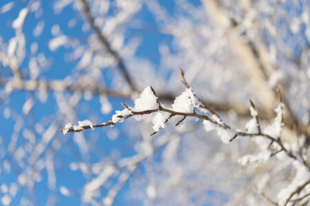 tree branch with snow against sky