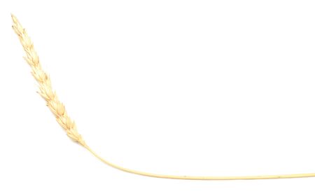 wheat isolated on whiteの写真素材