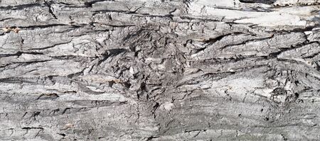 rough bark background
