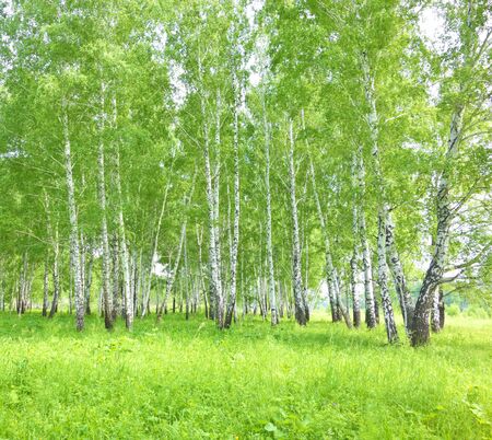 summer birch forestの写真素材