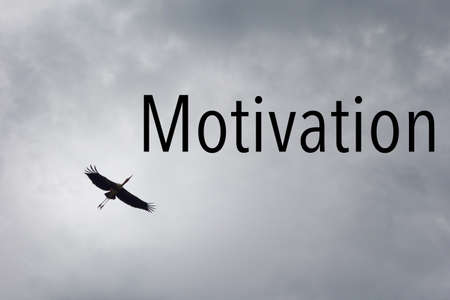 bird and dramatic skyの写真素材