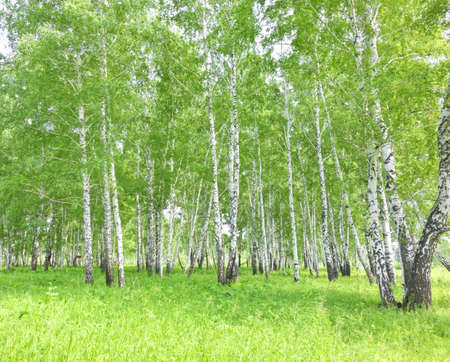summer birch forestの写真素材