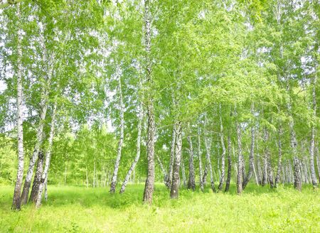 summer birch forestの写真素材