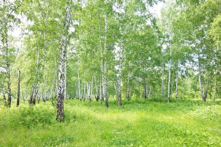 summer birch forestの写真素材