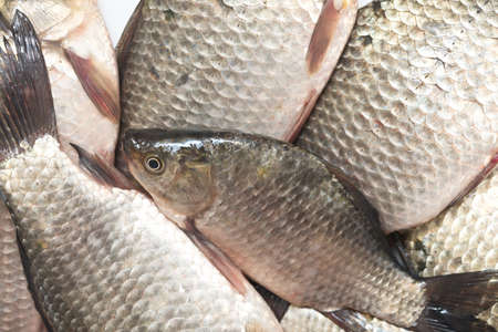 close up of fresh fish