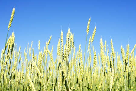 wheat field and blue skyの写真素材
