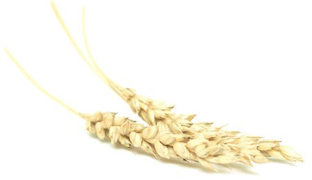 wheat isolated on whiteの写真素材