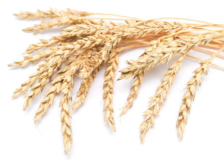 wheat ears isolated on white backgroundの写真素材