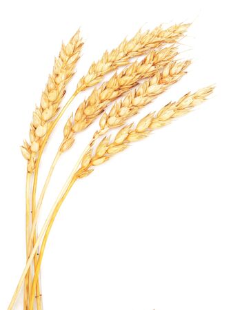 wheat ears isolated on white backgroundの写真素材