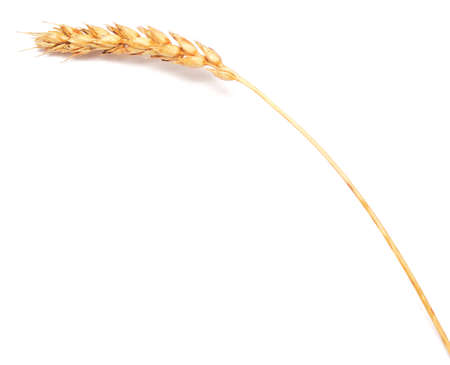 wheat ear isolated on white backgroundの写真素材