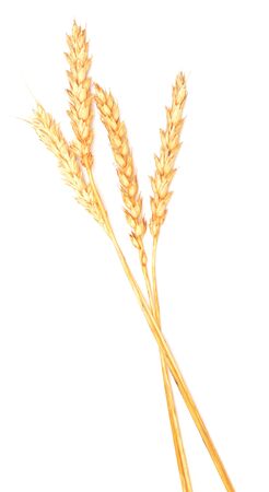 golden wheat isolated on white backgroundの写真素材