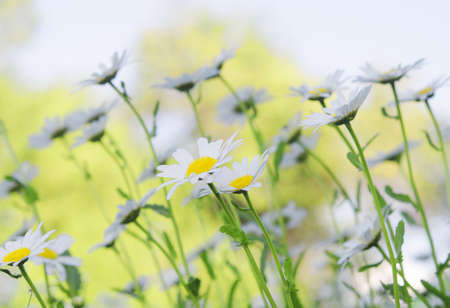 close up of camomiles on summer field