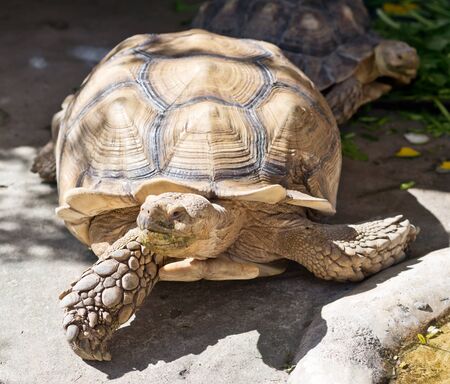big tortoise