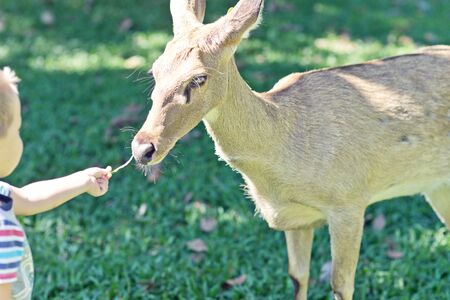 little boy feeding deerの写真素材