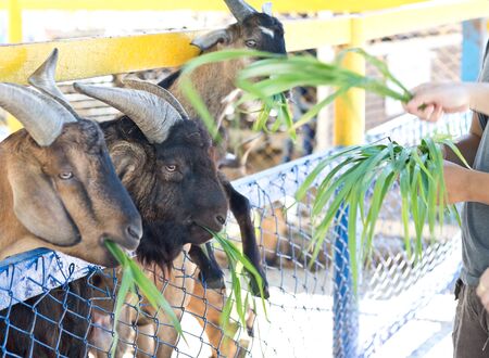 feeding goats in the Zoo