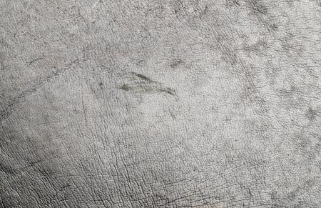 rhino skin textureの写真素材