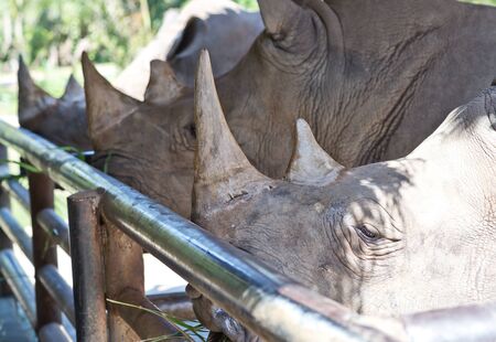 rhinos in the Zooの写真素材