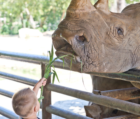 little boy feeding big rhinoの写真素材
