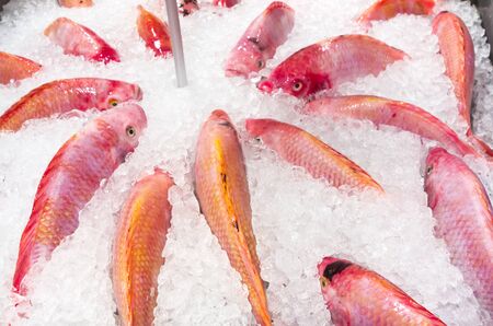 fresh fish in iceの写真素材