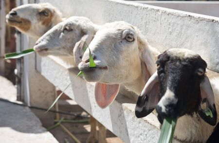 sheep eating grass in a farmの写真素材