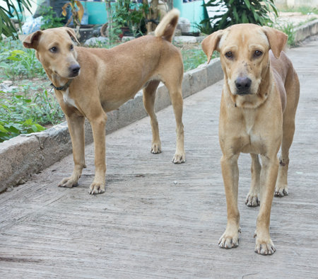 close up of two brown dogs