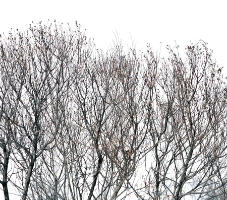 trees without leaves isolated on white background