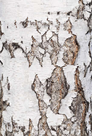 close up shot of birch barkの写真素材
