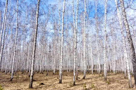 birch spring forest against blue sky