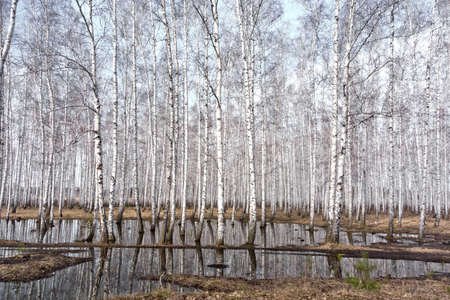early spring birch forest, bare trees