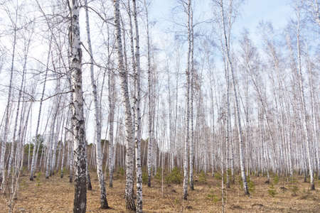 birch spring forest against blue sky