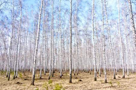 birch spring forest against blue skyの写真素材