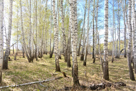 spring birch forest, young foliageの写真素材