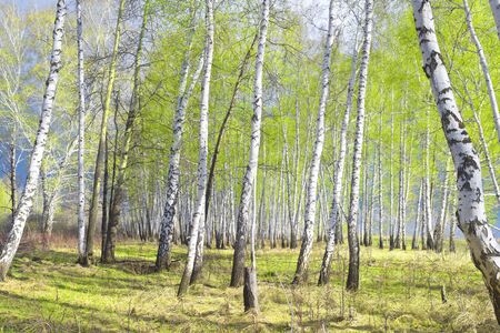 early spring birch forest, young foliageの写真素材