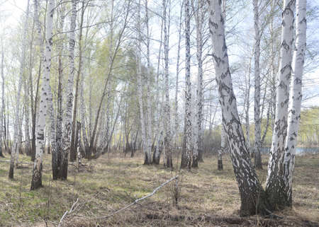 early spring birch forest against sun lightの写真素材