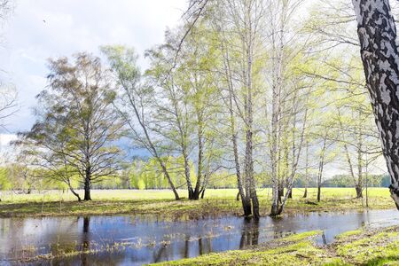 early spring birch forest, young foliageの写真素材
