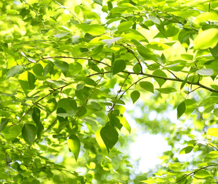 close up shot of green leaves