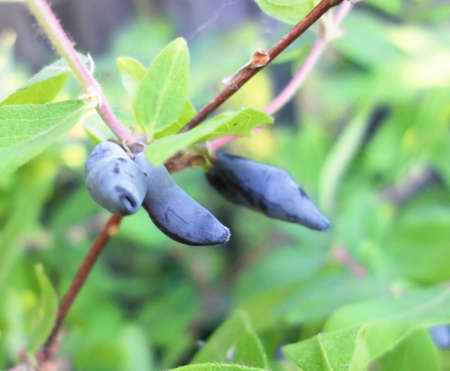 close up shot of fresh ripe honeysuckleの写真素材