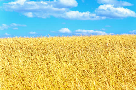 golden wheat field and blue skyの写真素材