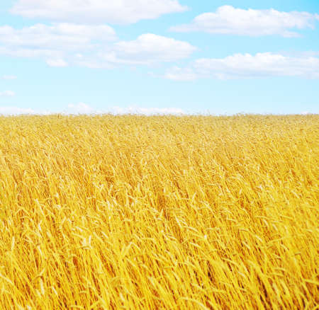 golden wheat field and blue sky