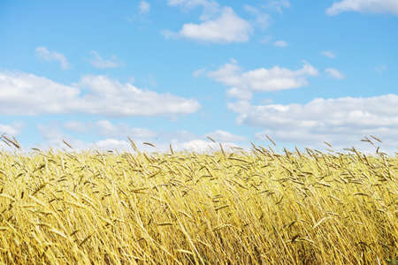 golden wheat field and blue skyの写真素材
