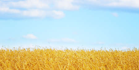 golden wheat field and blue skyの写真素材