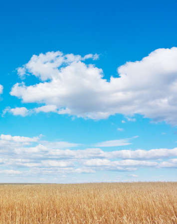 golden wheat field and blue skyの写真素材