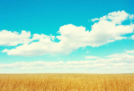 golden wheat field and blue skyの写真素材