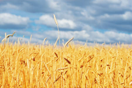 golden wheat field and blue sky