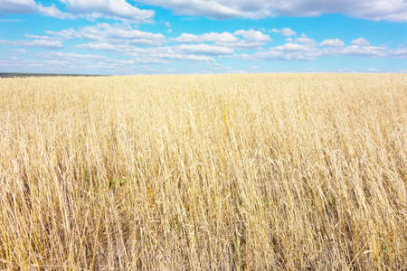 golden wheat field and blue skyの写真素材