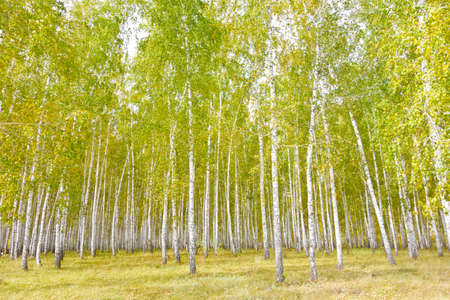 autumn birch forestの写真素材