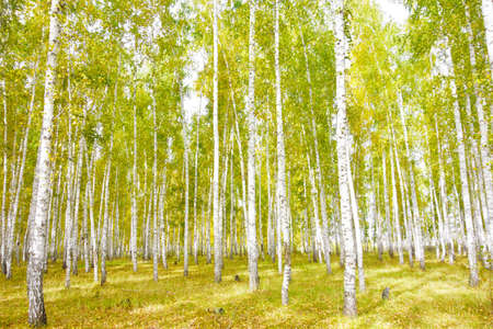 autumn birch forestの写真素材